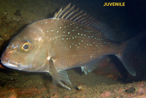 <p>FISHES (Class Actinopterygii) PINK SNAPPER (silver seabream) </p>