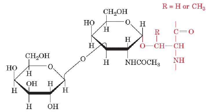<p>O-Linked glycosylation of proteins occur at Ser, Thr, and Tyr (all involved in phosphorylation). </p><p>They vary in size from a single galactose residue in collagen to the chains of up to 1000 disaccharide units in proteoglycans </p><p>Oligosaccharides are conformationally Mobile </p>