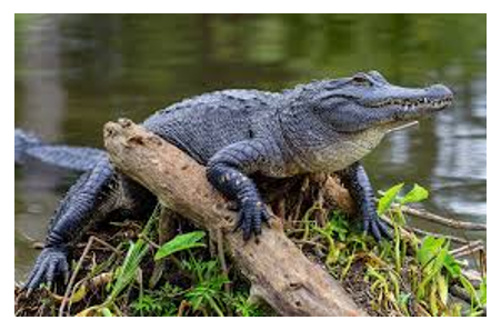 <p><span><span>No curved boney ridge in front of eyes, short round snout</span></span></p>