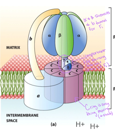 <p>no since it is held in place by the peripheral stalk b that is anchored to the alpha subunit</p>