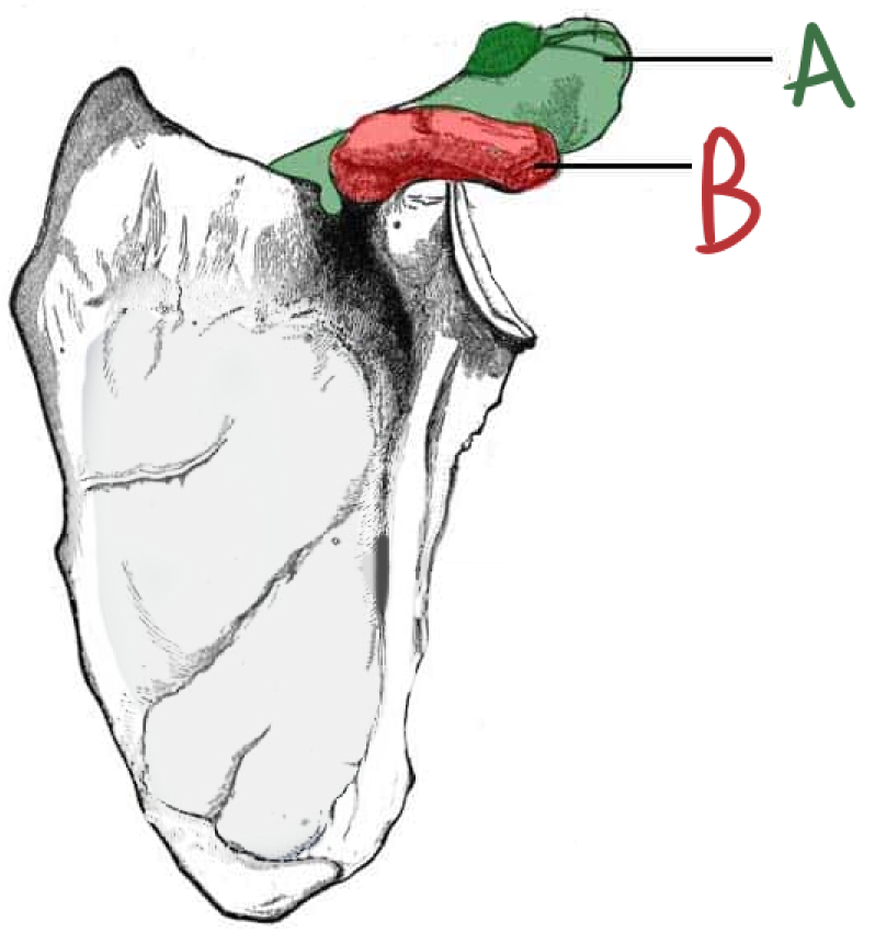 <p>Identify bony markings A and B (anterior) </p>