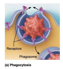 <p>(“cell eating”), the cell engulfs some relatively large or solid material such as a clump of bacteria, cell debris, or inanimate particles</p>