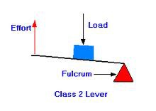<p>- The load is between the fulcrum and the effort</p><p>- Standing on tiptoes</p>