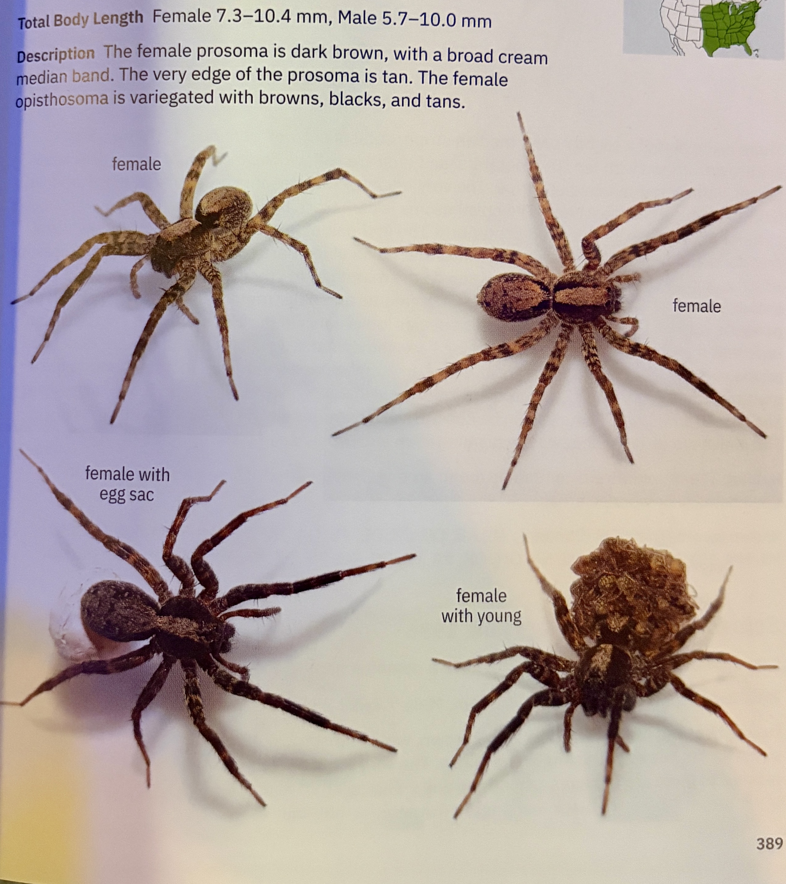 <p>Schizocosa ocreata - “brushlegged wolf spider”</p><p>family: Lycosidae</p>