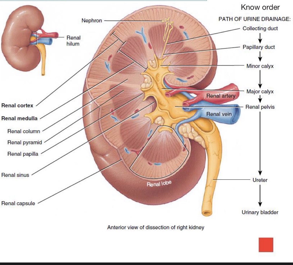 <ol><li><p>Renal cortex: Superficial are, light red</p></li><li><p>Renal medulla: a deep, reddish-brown area</p></li></ol><p></p>
