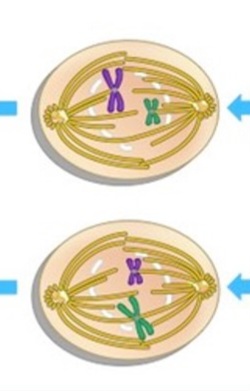 <p>Which phase of meiosis is this?</p>