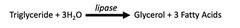 <p>D. It increases the rate of reaction by lowering activation energy</p>