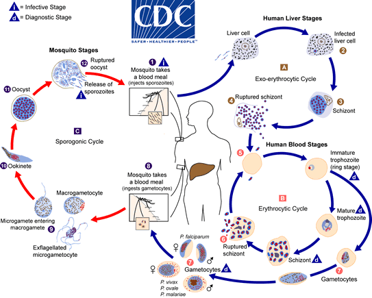 <ul><li><p>Plasmodium vivax</p></li><li><p>Heteroxenous life cycle</p></li><li><p>Cyclic fever, anemia</p></li><li><p>Provoked by protists</p></li><li><p>Congenital transmission, blood transfusion</p></li><li><p><strong>Humans are the intermediate host</strong></p></li></ul><p></p>