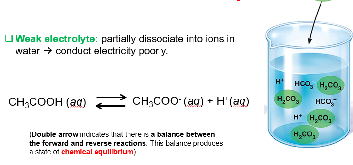 <p>Partially dissociate into ions → poorly conduct electricity</p>