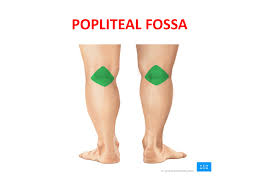<p>Area posterior to the knee</p>