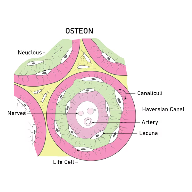 <p>Microscopic hairlike canals connecting adjacent lacunae and the central canal, facilitating nutrient exchange and communication between osteocytes.</p>