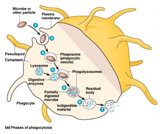 <ol><li><p>recognition of foreign body (using PRRs)</p></li><li><p>attachment to the foreign body (opsonization).</p></li><li><p>internalization (engulfing)</p></li><li><p>destruction of the “non-self” substance</p></li></ol><p></p>