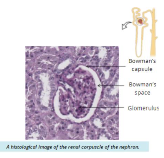 <p>Renal Corpuscle </p>