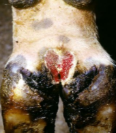 <p>Which disorder has "hairy attack" at the corium with hair-like projections?</p>