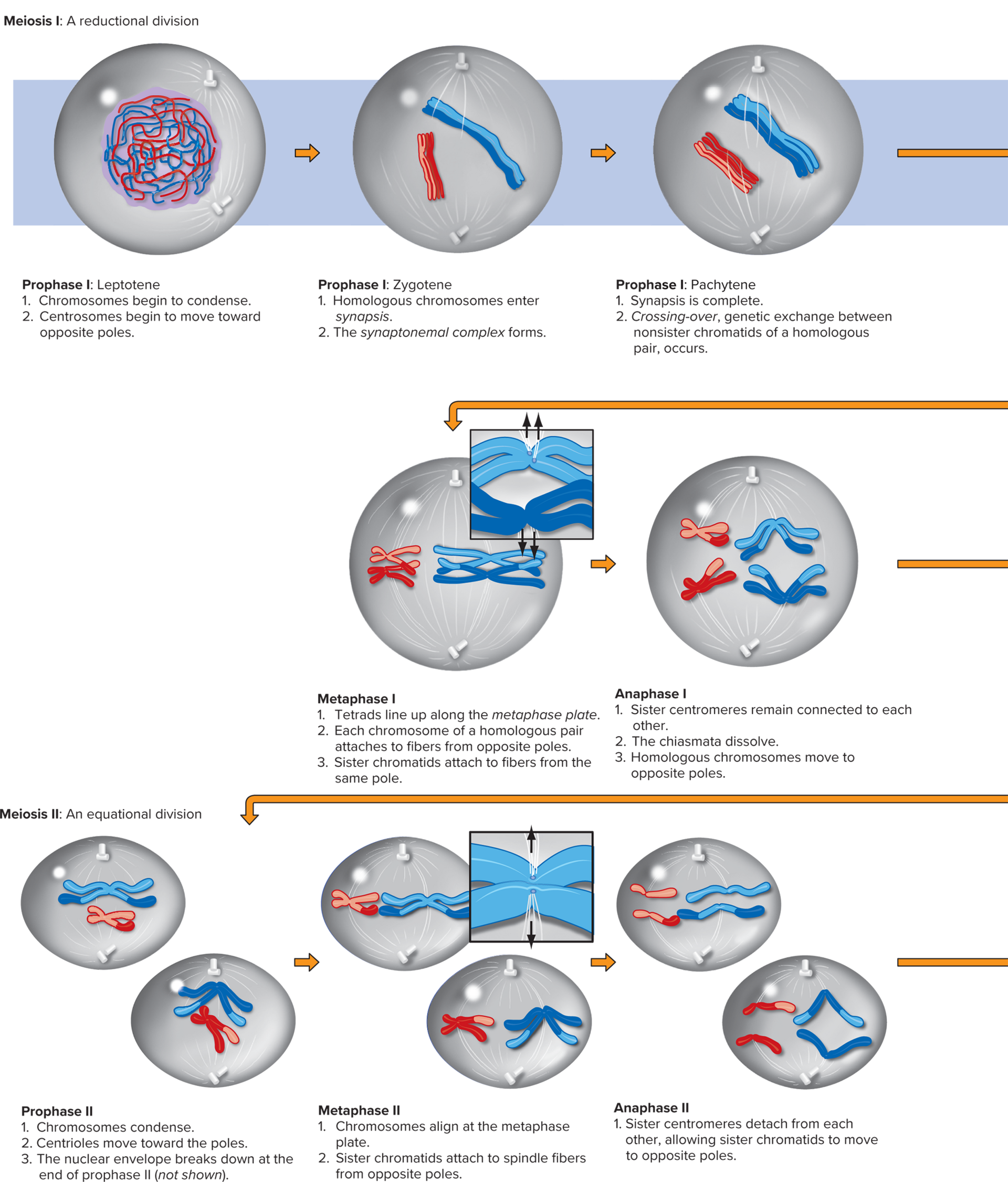 <p>Meiosis divisions</p>