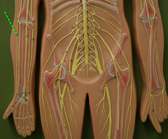 <p>Nerve that runs along the thumb side of the arm and the back of the hand.</p>