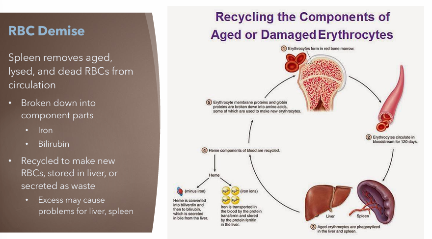 <ul><li><p>Spleen</p></li><li><p>Broken down into component parts</p><ul><li><p>Iron</p></li><li><p>Bilirubin </p></li></ul></li><li><p>Recycled to make new RBCs, stored in liver or secreted as waste</p><ul><li><p>May cause problems for liver, spleen </p></li></ul></li></ul><p></p>