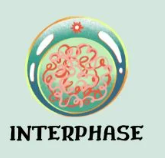 <p><span style="font-family: Aptos, sans-serif; line-height: 115%;">Cells perform their normal functions and prepare for division. During this period, cells grow and create copies of their organelles, replicate their DNA, and synthesize proteins</span></p>