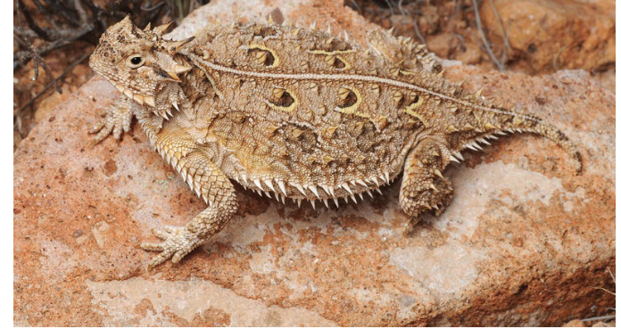<p>spiny or horned lizards </p>