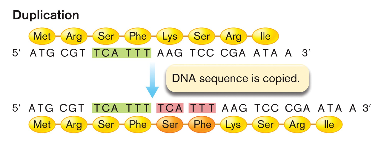 <p>DNA sequence is copied</p>