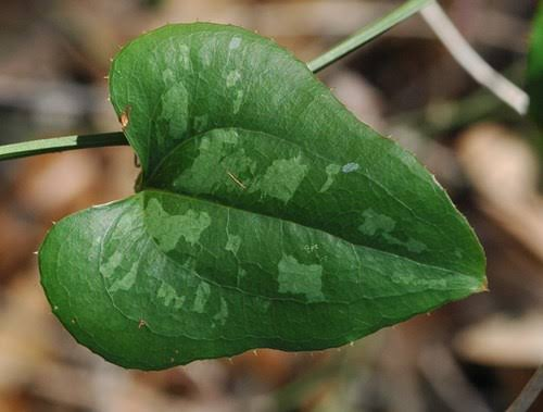 <p>leaves simple, alternate, with 3 prominent veins</p><p>prominent tendrils</p><p>dioecious</p><p>variable shape, mostly triangular</p><p>leaves have prickles</p><p>white mottling</p>