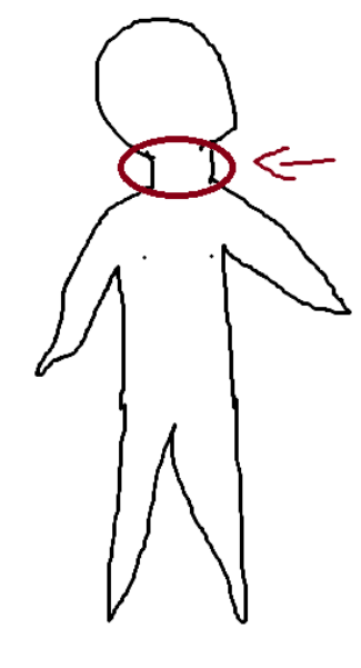 <p>Neck region</p>