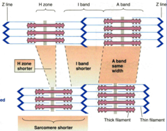 <p>shorter because Z lines come closer together when thin filaments are pulled inward</p>
