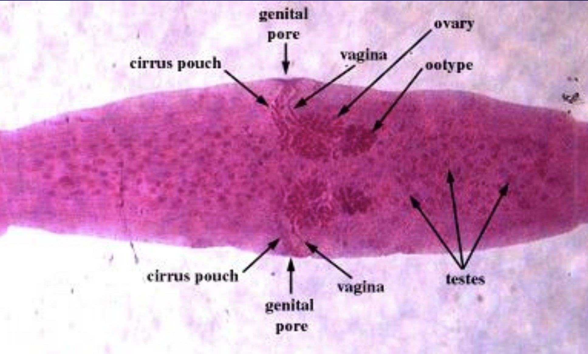 <p>name the species? </p>