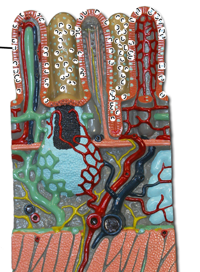 knowt flashcard image