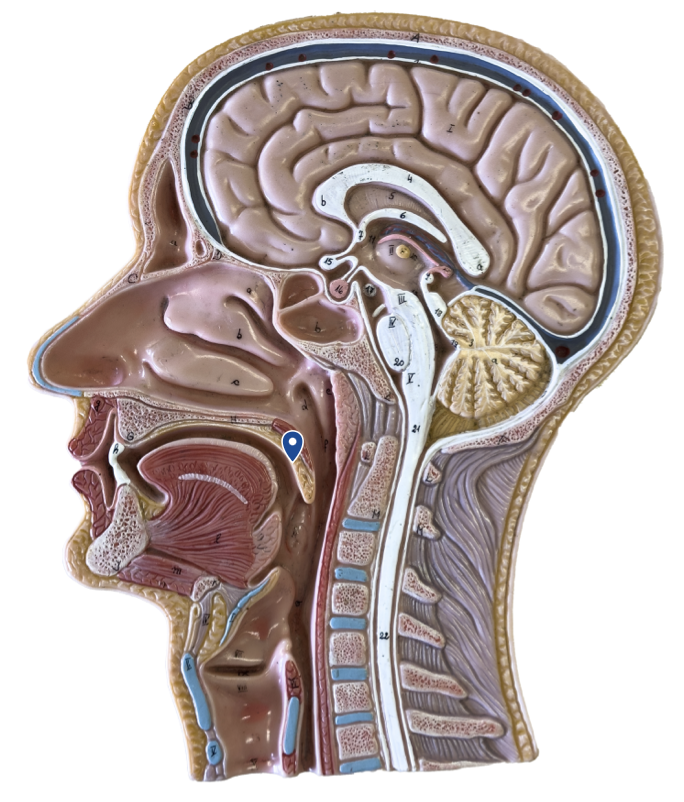 <p>Name this portion of the roof of the mouth.</p>