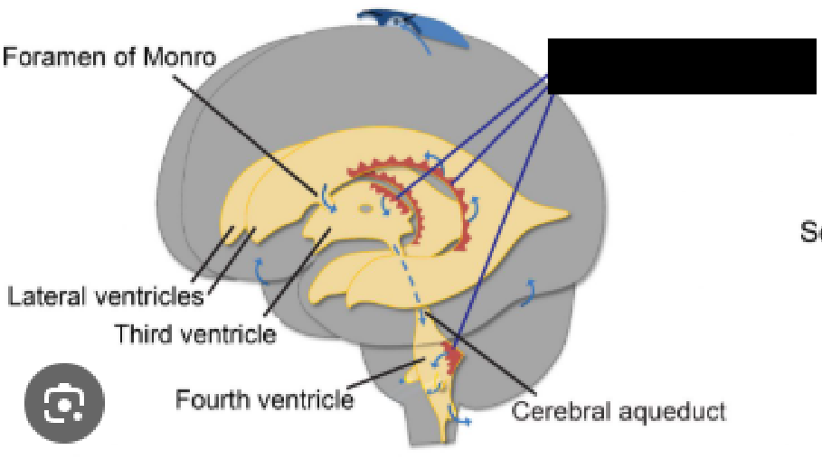<p>a network of specialized, vascularized cells located within the brain's ventricles (lateral, third, and fourth) that is primarily responsible for producing cerebrospinal fluid (CSF)<span>. It functions as a crucial blood-CSF barrier and regulates brain homeostasis, protecting the brain and spinal cord by delivering nutrients, removing waste, and providing structural buoyancy.</span></p><p></p><p>Found within all 4 brain ventricles.</p>