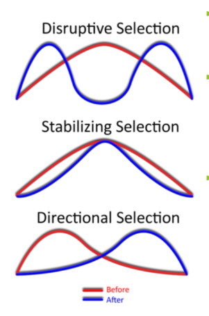<p>Stabilizing Selectoin</p><p>Disruptive Selection</p><p>Directional Selection</p>