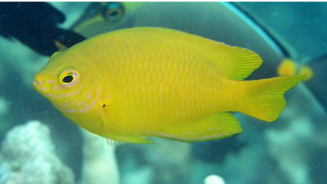 <p>Pomacentrus moluccensis</p>