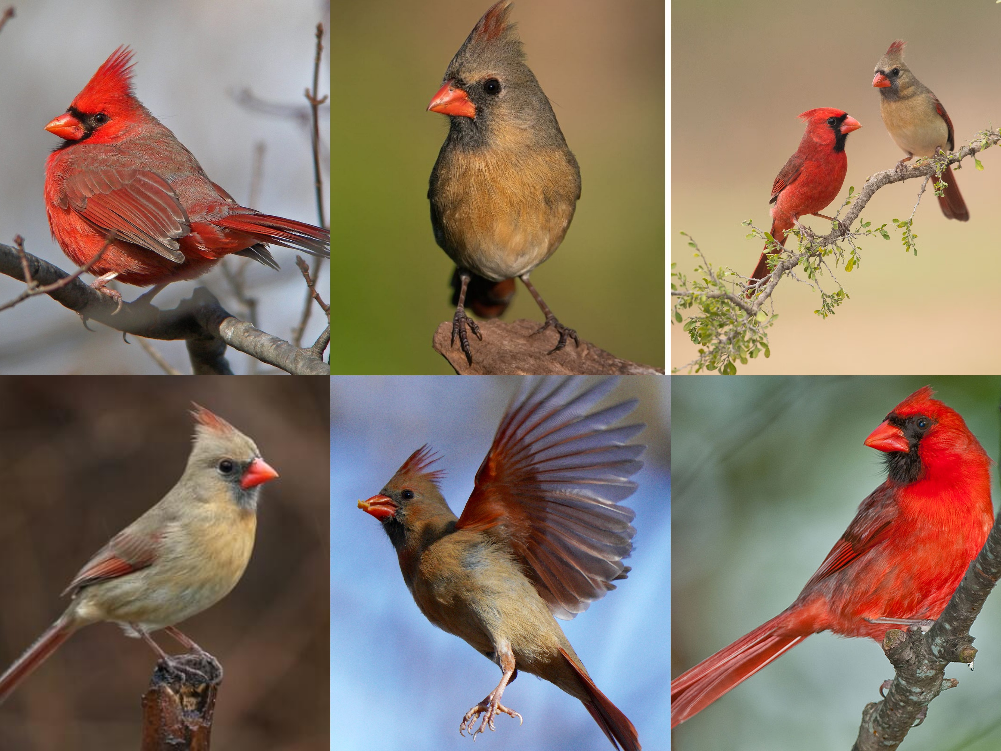 <p>Order: Passeriformes</p><p>Family: Cardinalidae</p><p>CN: Northern Cardinal</p><p>Alpha Code: NOCA</p>
