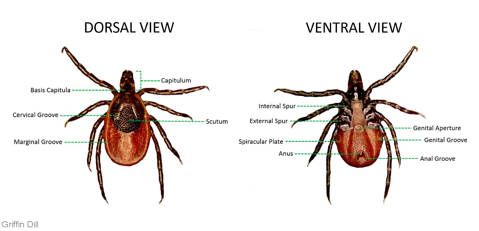<p>Anterior - gnathosoma</p><p>Posterior - idiosoma </p><p>Hypostome - embeds in skin </p><p>Scutum - provides structural support and protection </p><p>Spiracular plate - allow oxygen to enter and carbon dioxide to exit, manages water loss </p><p>Festoon - allow for expansion of the body with blood </p>
