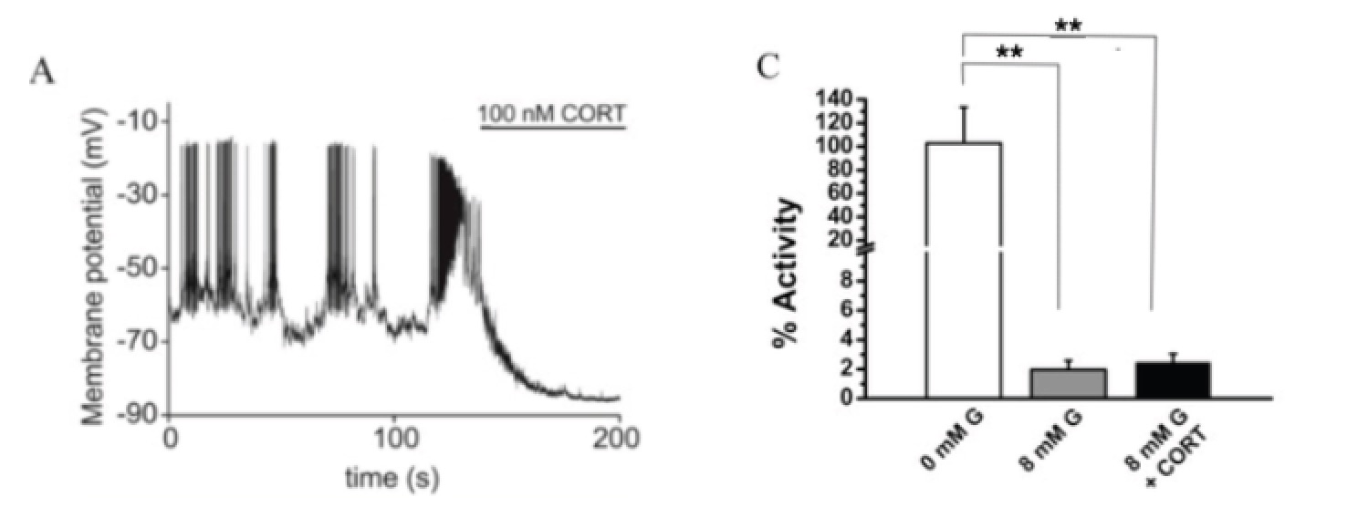 <p>Panel A tells us that the hormone CORT changes the membrane potential of pancreatic beta cells in a medium containing high levels (8mM) of glucose. Panel C provides the activity of the K<sub>ATP</sub> channels in beta cells in low and high sugar media and in high sugar plus CORT. Stars indicate that the only significantly difference is between the 0 mM glucose activity data and the high sugar treatments (the two short bars are not different). In panel A CORT delivery timing is indicated by the line above the graph.</p><p>This data shows us that CORT <strong>hyperpolarizes </strong>beta cells after a short delay and that it does this <strong>without&nbsp;</strong>altering K<sub>ATP</sub> function.</p>