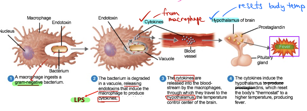 <p>endotoxin from dying gram neg. bact. C.W. → LPS → lipid toxin</p><ol><li><p>macrophage ingests gram-negative bacterium</p></li><li><p>bacterium degraded in a vacuole, releasing endotoxins (LPS) → macrophage produce cytokines</p></li><li><p>cytokines (from macrophage) released in blood stream → hypothalamus (temp. control center of brain)</p></li><li><p>hypothalamus reset body’s thermostat to a higher temp → fever</p></li></ol><p></p>