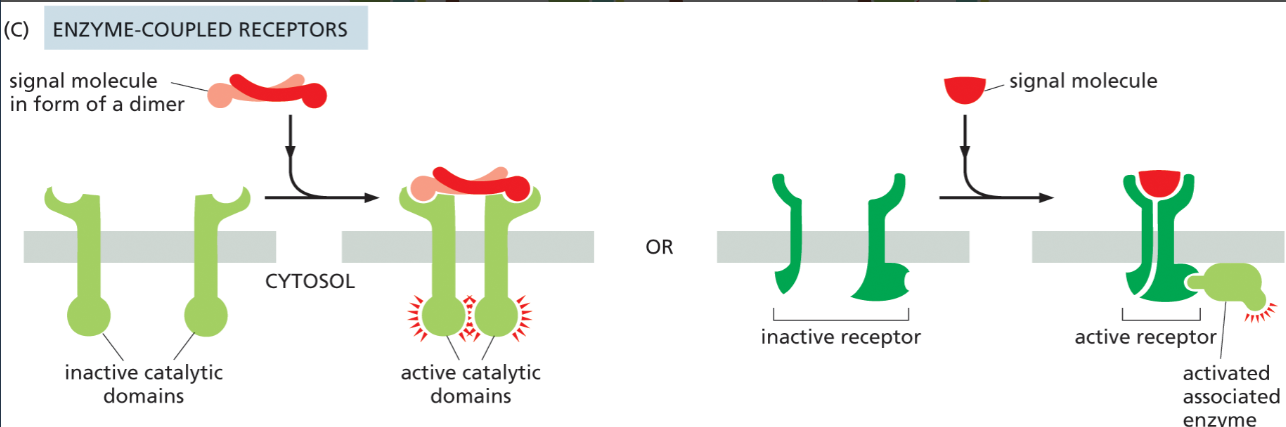 <p>They either <strong>act as enzymes themselves or activate associated enzymes</strong>, triggering signaling pathways inside the cell when an extracellular signal binds.</p>