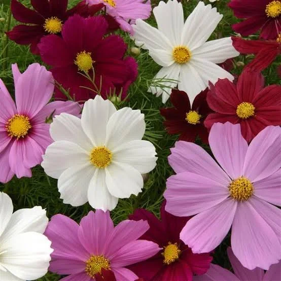 <p>Cosmos bipinnatus</p><p> Cosmea</p><p><span>A tall, bushy annual to 2.5m, with very finely divided, mid-green leaves, and large flowers to 8cm across, usually white or pink the wide outer rays surround a central disc of tightly clustered, usually yellow, inner disc florets. Flowering late summer and into autumn, until frost occurs. Many named cultivars and selections are available, including doubles, forms with tubular rays, and picotee colours</span></p>