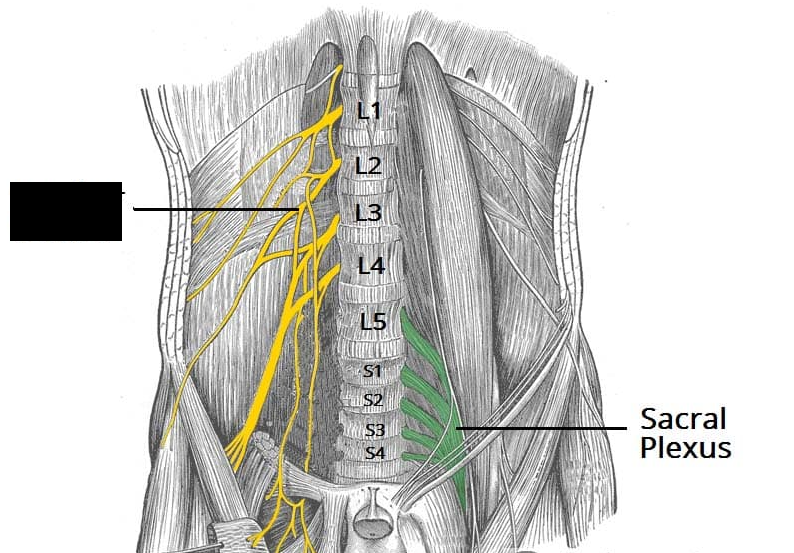 <p><span>Consists of the ventral rami from spinal nerves L1-L4. It provides motor and sensory innervation to the lower abdomen, pelvis, and most of the front of the legs</span></p>