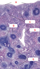 <p>Identify the overall structure and its components (in letters)</p>