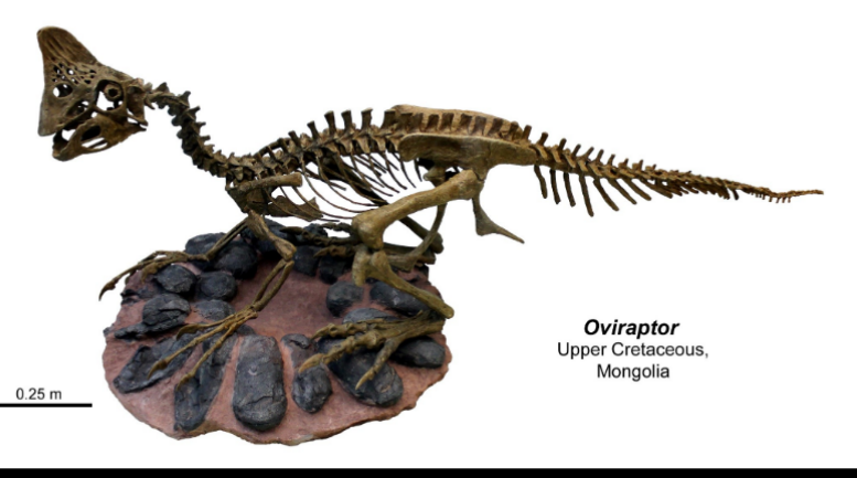 <ul><li><p>upper cretaceous </p></li></ul><p></p>