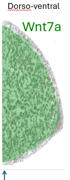 <p>expresses Wnt7a</p>