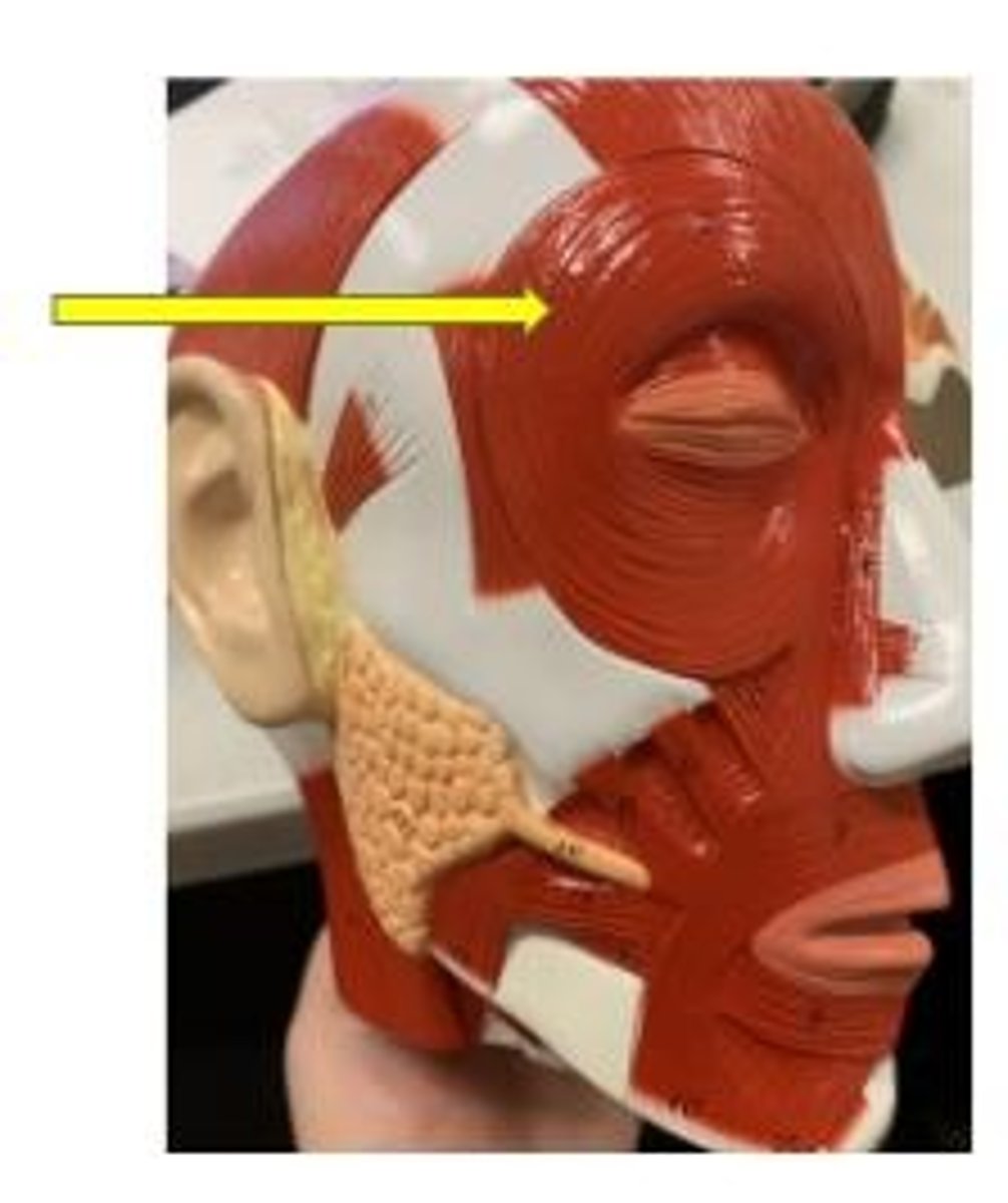 <p>closes eyelids, used in blinking, winking, and squinting</p>