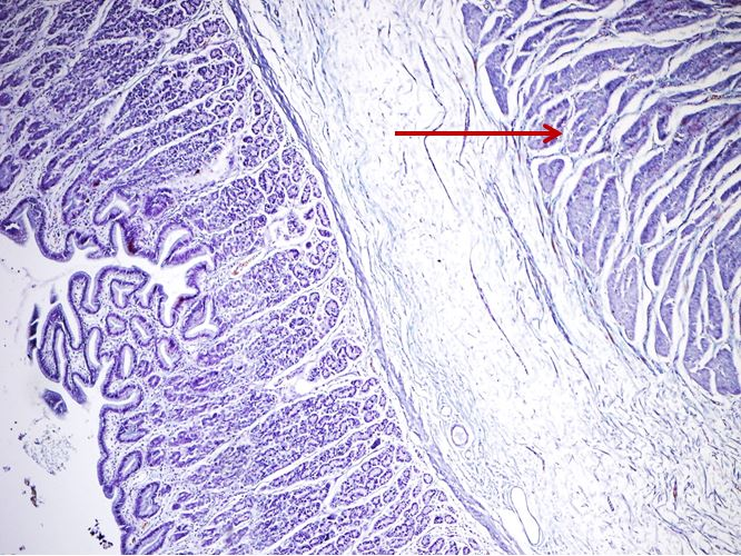 <p>Tầng gì ? - Tiêu bản gì ?</p>