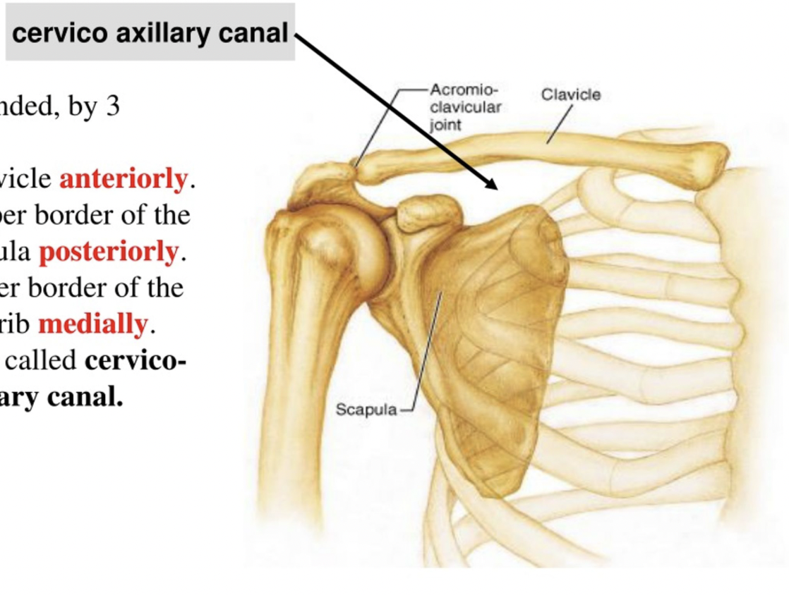<ul><li><p><span>Acts as a strut to hold the upper limb away from the thorax</span></p></li><li><p><span>Transmits forces from the upper limb to the axial skeleton</span></p></li><li><p><span>Forms part of the cervico-axillary canal</span></p></li></ul><p></p>