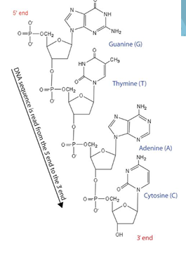 <ul><li><p>The <strong>primary structure</strong> is the <strong>linear sequence of nucleotides</strong> (A, G, C, T/U).</p></li><li><p>Nucleotides are linked by <strong>3′–5′ phosphodiester bonds</strong>.</p></li><li><p>This sequence:</p><ul><li><p><strong>Stores genetic information</strong></p></li><li><p><strong>Determines all higher levels of structure</strong> (secondary, tertiary, quaternary)</p></li></ul></li></ul><p></p>