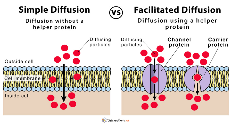 <p>The movement of molecules <strong>from a region of higher concentration to a region of lower concentration</strong> directly through the <strong>lipid bilayer</strong>, <strong>without needing proteins or energy</strong>.</p>