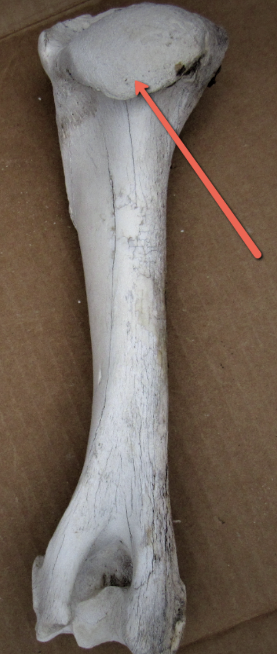 <p><span><strong>Identify the bone marking indicated by the pointer.</strong></span></p>