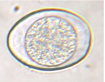 <p>30×40 um, from a cat</p>